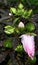 Hardy Hibiscus Pink Spiral Blooming