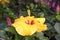 Hardy hibiscus rose of sharon and tropical hibiscus. Exotic plants and flowers. Gorgeous hibiscus flower close up