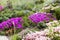 Hardy ice plant (Delosperma cooperi)