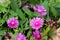 Hardy iceplant or Delosperma cooperi dwarf perennial plant with fully open blooming magenta flowers surrounded with dark green