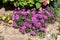 Hardy iceplant or Delosperma cooperi perennial plant with open blooming magenta flowers surrounded with dry soil and other plants