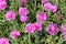 Hardy iceplant or Delosperma cooperi plants with open magenta flowers surrounded with fleshy leaves planted densely in home garden