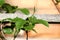 Hardy kiwi or Actinidia arguta perennial vine with dark green leathery leaves and small hardy kiwifruit or kiwi berry fruit
