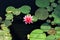 Hardy Lily Nymphaea `Pink Ribbon ` on pond water