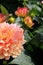 Hardy Peonies add color and beauty to gardens