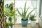 Hardy and pretty houseplants, aloes, pachira, bromeliads