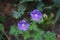 Hardy purple-blue Geranium himalayense in May. Berlin, Germany