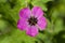 Hardy Purple Geranium