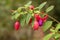 Hardy shrub Fuchsia Army Nurse, purple, semi-double flowers with red sepals