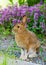 Hare animal photo.  Rabbit animal photo. Sitting on gravel with flowers background.  Image. Portrait. Picture. Photo