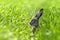 Hare, brown hare in field 1