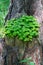 Hare cabbage has grown on a tree stump in the forest.