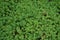 Hare cabbage. Stonecrop. Sedum. Green moss. Decorative grassy carpet