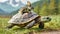 Hare on the Carapace of a Fast Turtle Running at Full Speed - Generative Ai