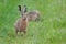 Hare in a clearing