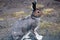 Hare on a country road in the evening hours