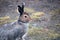 Hare on a country road in the evening hours