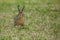 Hare eating green plant close up