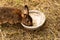 Hare eating seed from a bowl