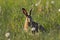 Hare in a field