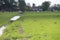 A hare in the field with cows in the grass of a meadow in Moordrecht in the Netherlands