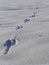 Hare footprint on snow