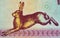 A hare on a fragment of an old bill of 1 Belarusian ruble. A banknote that was in circulation from 1992 to 2001