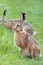 Hare in a grass