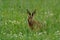 Hare in the Grassland