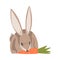 Hare or Jackrabbit as Swift Animal with Long Ears and Grayish Brown Coat Gnawing Carrot Vector Illustration