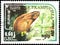 Hare Lepus sp. - Cambodia: postage stamp of the Wild Animals series.