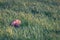 Hare in long grass