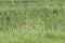 Hare in the Pasture in Springtime