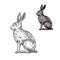 Hare or rabbit animal sketch for nature design