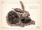 Hare, rabbit isolated vector. Hare, rabbit isolated vector illustration for book, card, articles. Oil painted brown hare