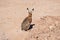 Hare rabbit in sandy arid place