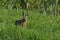 Hare running across the fields and meadows. Escape from the hunter. Mammal with long ears