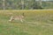 Hare running across the fields and meadows. Escape from the hunter. Mammal with long ears.