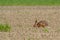 A hare running in a field