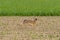 A hare running in a field