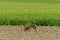 A hare running in a field