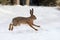 Hare running in the forest