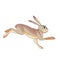 Hare running. Rabbit wild northern forest animal. Cartoon character of a small mammal animal. A wild forest creature