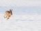 Hare running towards the camera