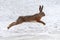 Hare running in the winter field