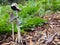 hare\\\'s foot inkcap mushrooms rowing in woodchip