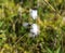 hare\'s tail cottongrass or tussock cottongrass (Eriophorum vaginatum) in wetland, blooming in spring