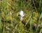 hare\'s tail cottongrass or tussock cottongrass (Eriophorum vaginatum) in wetland, blooming in spring