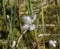 hare\'s tail cottongrass or tussock cottongrass (Eriophorum vaginatum) in wetland, blooming in spring
