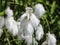 hare\'s tail cottongrass or tussock cottongrass (Eriophorum vaginatum) in wetland, blooming in spring